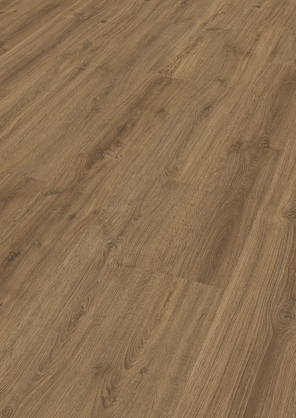 Oak Muscat 6416 · 2